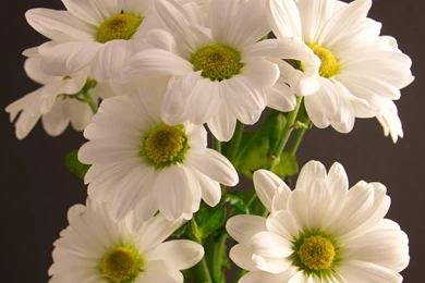 Bouquet Chrysanthemum White Flower Wallpapers