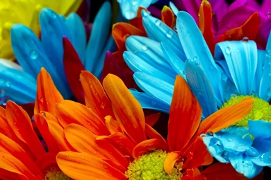 The Bright Colorful Of Chrysanthemum Petals Wallpapers