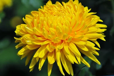 Gallery For   Chrysanthemum Yellow Wallpapers