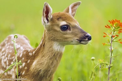 Gallery For   Animal Wallpapers Full Hd