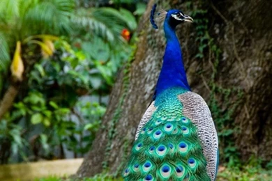 Peacock HD Wallpapers Desktop Pictures