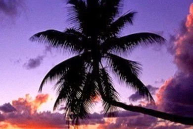 Futurecars For Journey: Palm Tree Sunset Ocean Beach Iphone Wallpapers