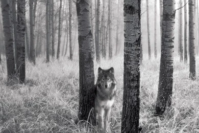 1152x864 Stalking Wolf Desktop PC And Mac Wallpapers