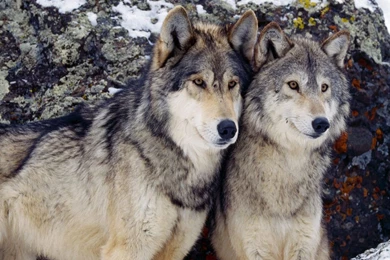 Wolf♥️Wolf! On Pinterest