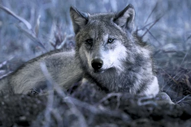 Animal Wolf Wallpapers   WallpaperFav.com