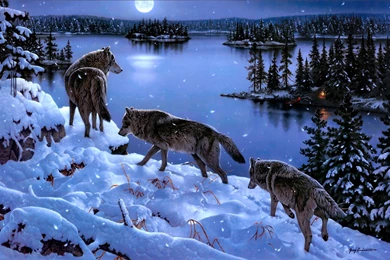 Winter Wolves HD Wallpaper, Winter Wolves Images