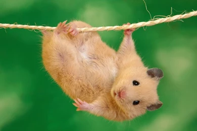 Cute Animal HD Wallpapers