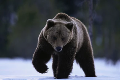 Desktop animals pictures hd wallpaper.jpg