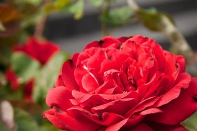 Rose iPhone 5 Wallpapers By AfterDeath On DeviantArt