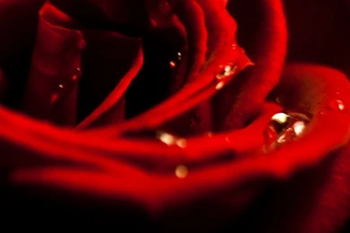 Red Rose Dew Closeup iPhone 6 Wallpapers Download