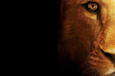 Lion Computer Desktop Wallpapers.jpg