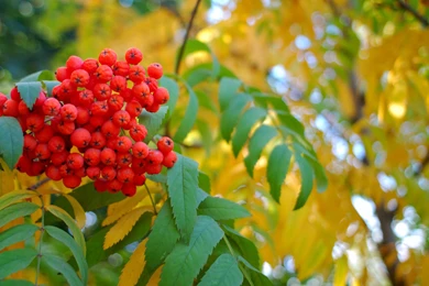 Hd Images, Download Wallpapers, Cool Artworks, Effects, Colors ...