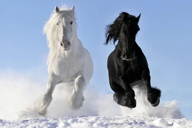 Horse Winter Snow Wallpapers