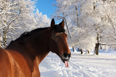 Download Wallpapers 1920x1080 Horse, Face, Snow, Tongue, Winter ...