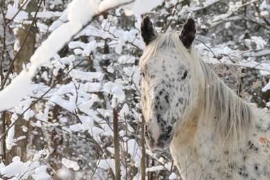 Horse Head Face Winter Wallpapers