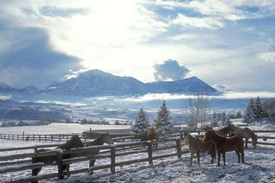 Winter Horse Wallpapers   24008