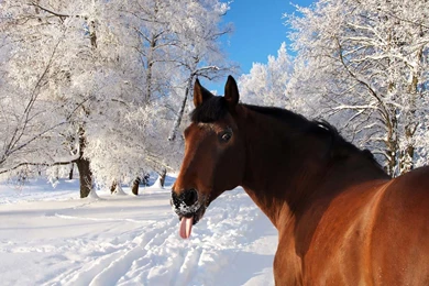 Horse Sticking His Tongue Out