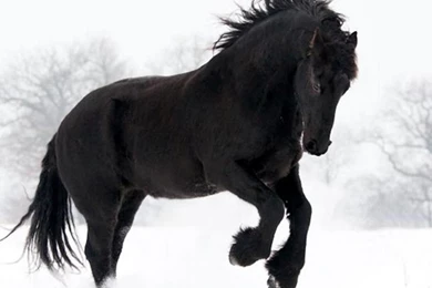 A BEAUTIFUL HORSE WALLPAPER   (