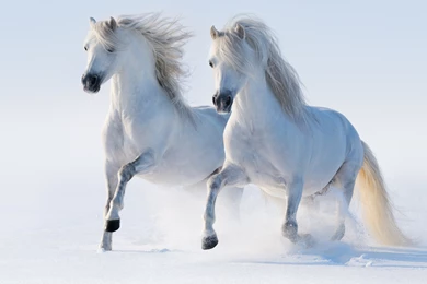 Animals Horses Colorado Ponies Welsh Wallpapers