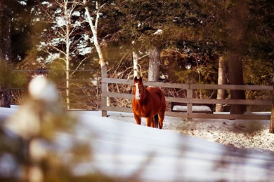 Horse Fence Winter Wallpapers