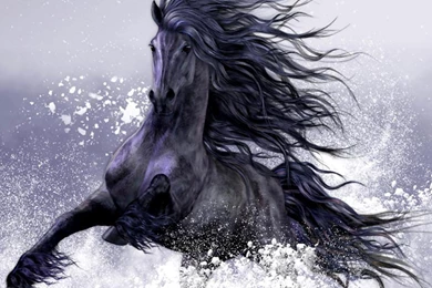 Winter Play Horse Wallpapers   (