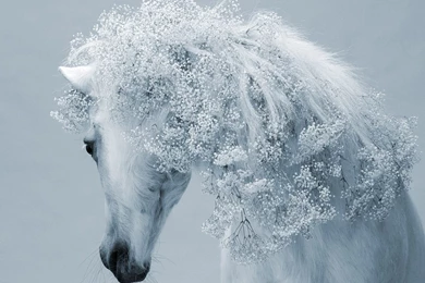 Winter Horse Wallpapers And Images   Wallpapers, Pictures, Photos