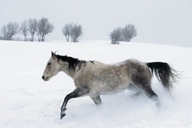 Winter Horse Wallpapers   167599