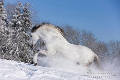 Horses: Winter Coming Snow Horses Andalusian Spanish Grey ...