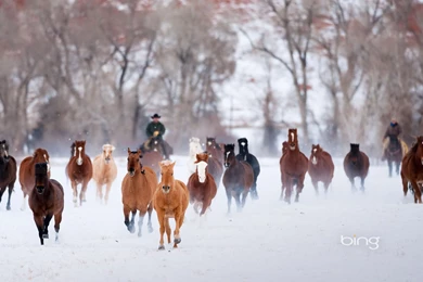 Gallery For   Bing Backgrounds Horses