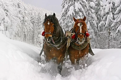 Brown Horses Running Through Snow