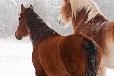 Page 3: iPhone 6 Horse Wallpapers HD, Desktop Backgrounds 750x1334