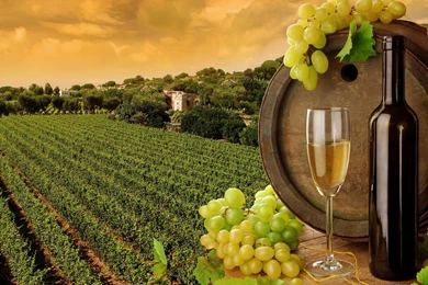 Gallery For Wine Theme Wallpapers