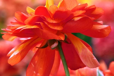 iPhone Tablet Wallpapers