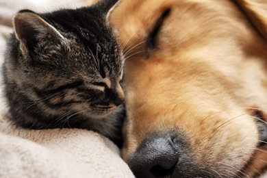 Gallery For   Hd Cats And Dogs Wallpapers