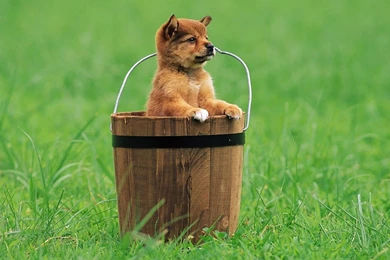 HD Dogs Wallpapers And Photos