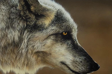 Dog Wallpapers, Hd Dog Images, Pets, Dog Photos, Dog Eye, Cute ...