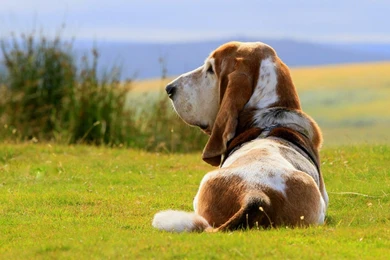 Basset Hound Dog Wallpapers HD Download For Desktop