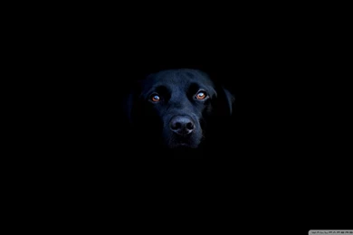 Dog Wallpapers Hd   1931335