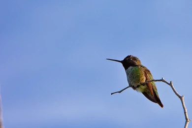 Clean Desktop Backgrounds   1463419