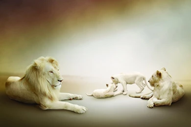 White Family Lion Lioness Lions Play Cubs Cub Babies Wallpapers ...