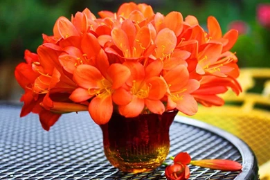 Flower Bouquet Wallpapers 2   Crazy Frankenstein