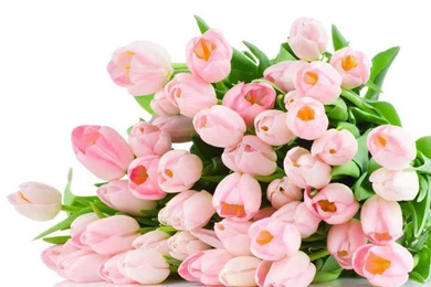 1920x1200px Tulips Flowers Bouquet