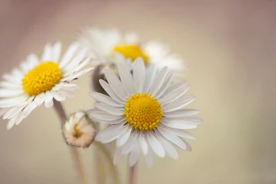 Gallery For   Bouquet Wallpapers