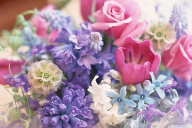 Spring Flowers Wallpapers Size 1024x768 1280x1024 1280x800