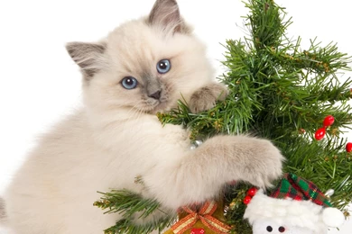 Download Wallpapers Kitty And Christmas Tree (2560 X 1024 Dual ...
