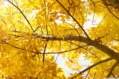 Yellow HD Desktop Wallpapers : Widescreen : Dual Monitor