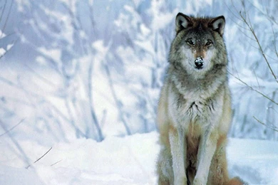Gallery For   Full Screen Wolf Wallpapers