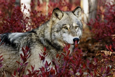 Gray Wolf Wallpapers   Wallpapers Cave