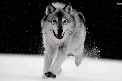 Gray Wolf Wallpapers   Animal Wallpapers