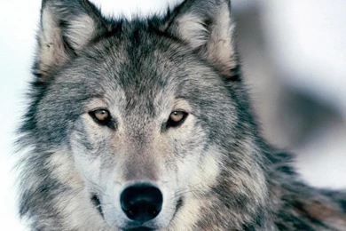 Wolf Hd Wallpapers